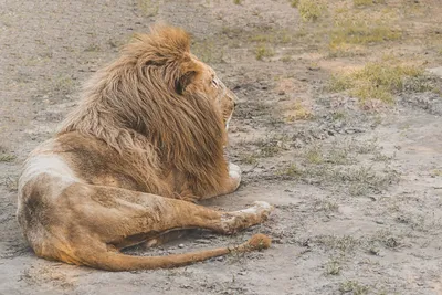 Печать на холсте Африканский лев Животные – лучшие товары в онлайн-магазине  Джум Гик