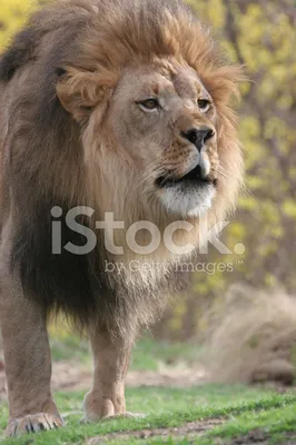 Африканский Лев — стоковые фотографии и другие картинки Африка - Африка,  Без людей, Большая кошка - iStock