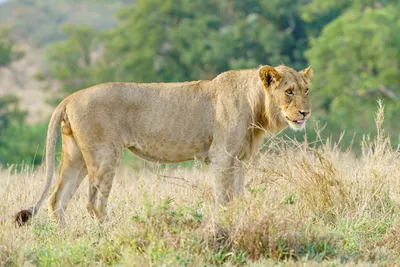 Кто сильнее физически: амурский тигр или африканский лев? | Заметки о  животных | Дзен