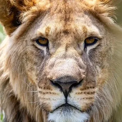 Бесплатное изображение: Большой африканский лев (Panthera leo) животное,  отдыхающее на земле