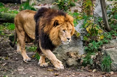 Обои африканский лев, животное, хищник, дикая природа картинки на рабочий  стол, фото скачать бесплатно