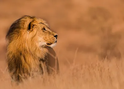 Молодой африканский лев — Фото №1394150
