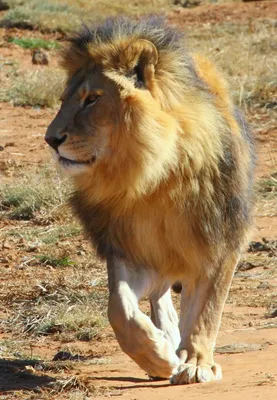 Африканский лев Планета Декора 12079756 купить за 1 247 ₽ в  интернет-магазине Wildberries