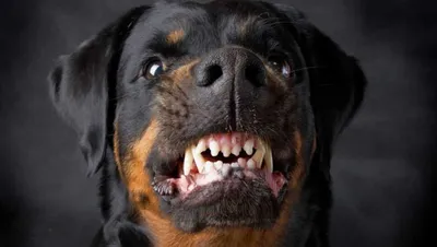 Кинологи назвали 3 самые агрессивные породы собак