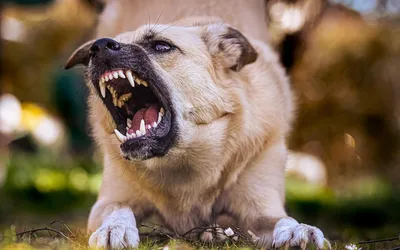 Самые агрессивные породы собак из Америки и Англии | 😺 ПетКлаб | Дзен