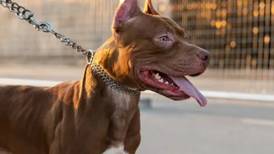 Какие собаки считаются агрессивными - фото и описание | РБК Украина