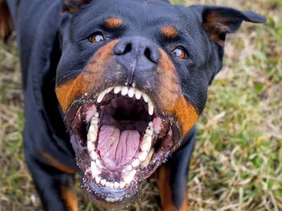 Назвали самые агрессивные и дружелюбные породы собак | «Красный Север»