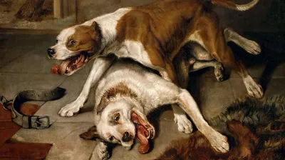 Коррекция поведения собаки – советы кинолога, причины агрессии и пути  исправления