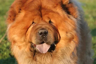 Самые агрессивные породы собак, по мнению ученых (17 фото) » Триникси