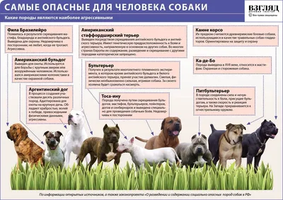 Самые опасные породы собак в России и в мире