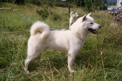 Хоккайдо (порода собак) — Википедия