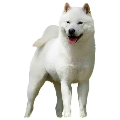 Хоккайдо (Айну): характер и описание породы | Royal Canin