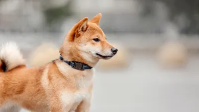 Хоккайдо: характеристики породы собаки, фото, характер, правила ухода и  содержания