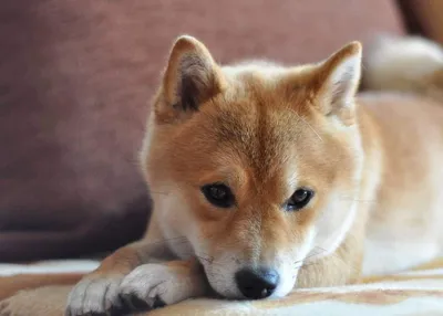 Порода собак хоккайдо (айну): фото и описание, характер, цена