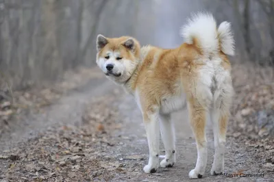 Платёжная система JCB - В Японии коренные породы собак признаны  национальным достоянием и охраняются законом как исчезающие виды 🐶  Некоторые породы исчезли в результате скрещивания с собаками, привезёнными  с Запада, другие не
