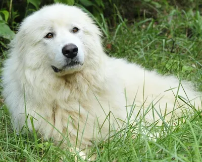 Супер Скидки - Акбаш (турецкий. Akbaş белая голова, англ. Akbash dog), это  порода собак, родиной которой является западная Турция, регион известный  как Акбаш. Используют их как пастушьих собак, но больше в качестве