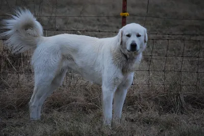 Tgm Design - Порода Собак Акбаш Акбаш (турецкий. Akbaş белая голова, англ.  Akbash dog), это порода собак, родиной которой является западная Турция,  регион известный как Акбаш. Используют их как пастушьих собак, но
