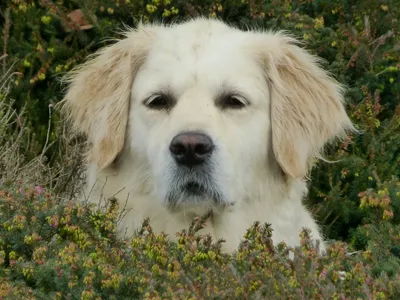 Акбаш собака: фото, характер, описание породы
