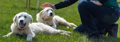 Акбаш (турецкая овчарка): большая белая собака | ВКонтакте