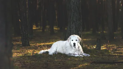 АКБАШ - красивый пёс ищет хозяина , цена Бесплатно купить в Витебске на  Куфаре - Объявление №160559034