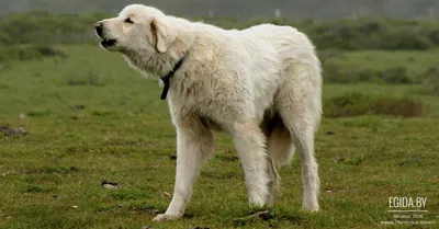Породы собак - Акбаш (турецкий. Akbaş белая голова, англ. Akbash dog), это  порода собак, родиной которой является западная Турция, регион известный  как Акбаш. Используют их как пастушьих собак, но больше в качестве