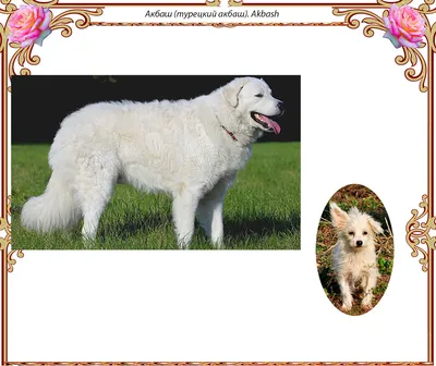 АКБАШ - красивый пёс ищет хозяина , цена Бесплатно купить в Витебске на  Куфаре - Объявление №160559034