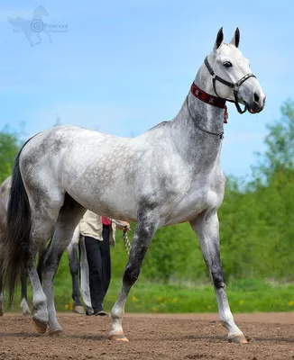 Лошади в кадре - фотографии - equestrian.ru
