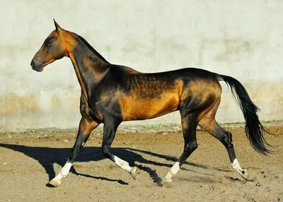 Представительство В Москве - - Кремовая ахалтекинская лошадь - королевская порода  лошадей. Кремовая ахалтекинская лошадь самая редкая и удивительная масть.  Кожа у таких лошадей розового цвета, а глаза голубые или зеленоватые. В