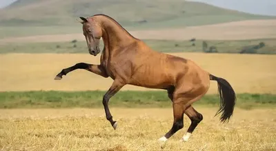 Ак Гёз Гели – самый красивый конь ахалтекинской породы (9 фото)
