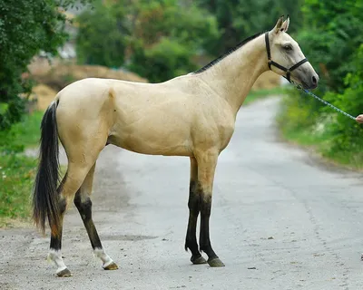 Ахалтекинская порода лошадей