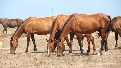 НАУКА И ИСТОРИЯ⏳ on Instagram: \"Ахалтекинский жеребец Ак Гез редкой  изабелловой масти является самой красивой лошадью в мире. Ахалтекинская  лошадь или Небесный конь. Эту кличку лошади дали за ее красоту и  выносливость.