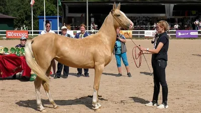 Ахалтекинец признан благородной и величественной породой верховых лошадей »  Новости Центральной Азии