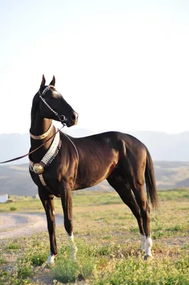 Дорогой конь из серебра ахалтекинская порода купить подарок за 2 миллиона  300 тысяч рублей
