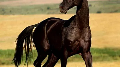 Донская лошадь — Википедия