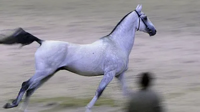 Ахалтекинская лошадь. Общая характеристика. Ахалтекинцы. Про породу лошадей  - YouTube