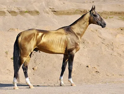 Ахалтекинская лошадь, её особенности и красота | Givotniymir.ru | Дзен