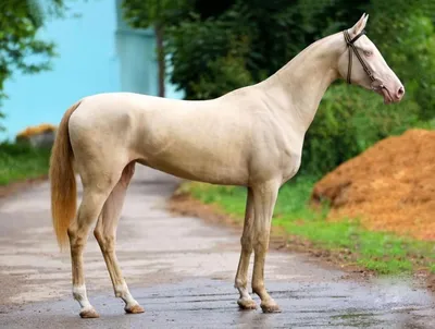 Ахалтекинский жеребец Пластик /Ахалтекинская порода лошадей #AkhalTeke  #ИППОсфера 2018 #лошади - YouTube