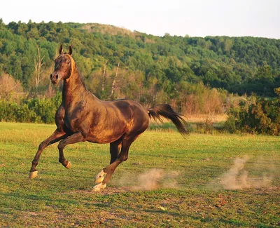 Раскраски ахалтекинская лошадь (47 фото) » Картинки, раскраски и трафареты  для всех - Klev.CLUB