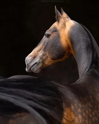 Конкурс красоты ахалтекинских лошадей состоится в Туркменистане -  04.04.2016, Sputnik Кыргызстан