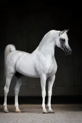 Самые красивые лошади ахалтекинская порода (32 фото + 1 видео) » Невседома