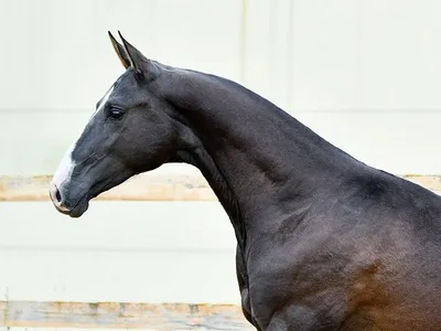 Кремовая ахалтекинская лошадь | Пикабу