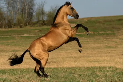 Красивый вороной жеребец Джамал Гели Ахалтекинская порода лошадей  #ИППОсфера #Hipposphere #AkhalTeke - YouTube