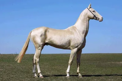 Самые красивые лошади Ахалтекинская порода | Ахалтекинская лошадь, Красивые  лошади, Лошадиные породы