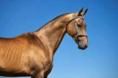 Неизвестное об ахалтекинских лошадях