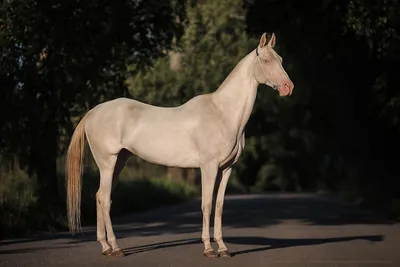 Темно-серый конь Тек | Лошадиные породы, Серая лошадь, Серые лошади