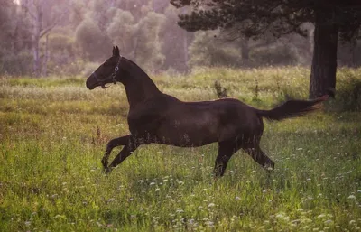 Ахалтекинская порода лошади , эстетично…» — создано в Шедевруме