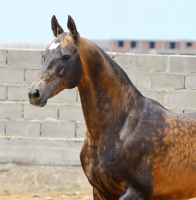 Ахалтекинская лошадь из серебра с бриллиантами