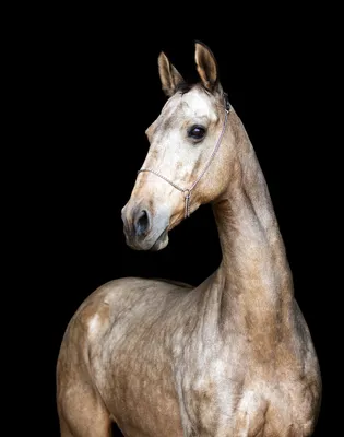 Раскраски ахалтекинская лошадь (47 фото) » Картинки, раскраски и трафареты  для всех - Klev.CLUB