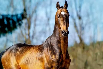 [81+] Ахалтекинские кони фото фото