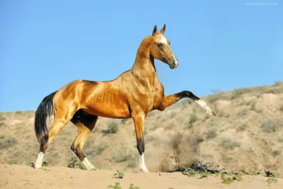 Ахалтекинская порода лошадей - 74 фото